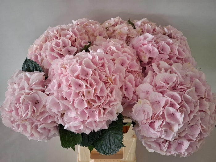 <h4>HYDR M MY PINKTOU RZ</h4>