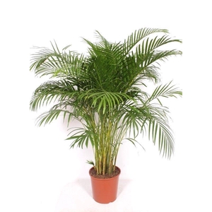 Dypsis lutescens 'Areca'