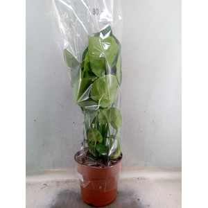 Monstera delic.