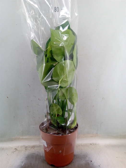 <h4>Monstera delic.</h4>