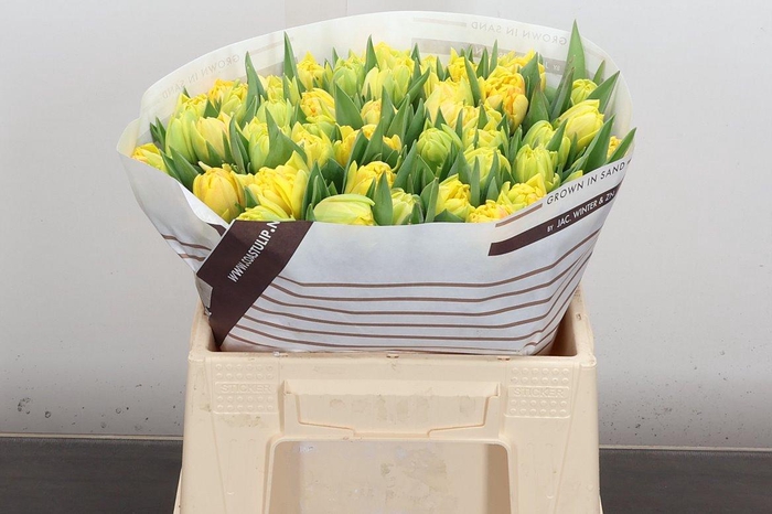 <h4>Tu Du Foxy Foxtrot</h4>