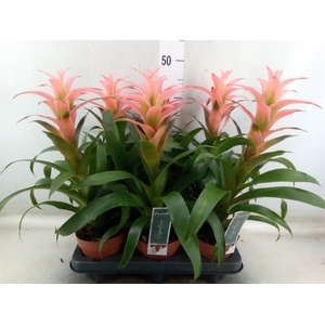 Guzmania  'Melissa'