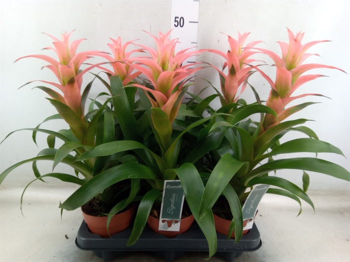 <h4>Guzmania  'Melissa'</h4>