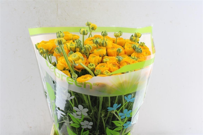 <h4>Ran Aazur Yellow</h4>