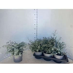 EUCAL GUNNII