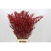 Bromelia Red Paloma