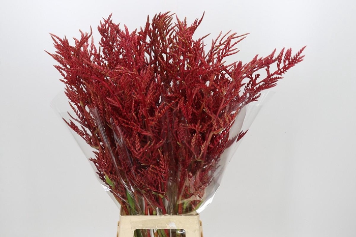 Bromelia Red Paloma