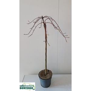 SALIX CAP KILMARNOCK