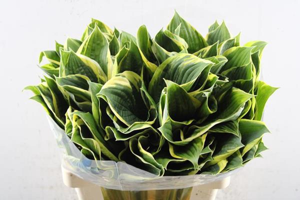 <h4>Hosta F Aureomargina</h4>