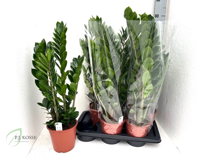 <h4>ZAMIO ZAMIIFOLIA</h4>