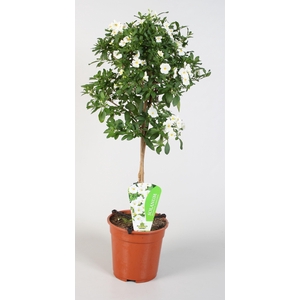 Solanum rantonnetii Charles White