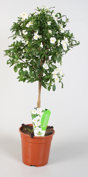 <h4>Solanum rantonnetii Charles White</h4>