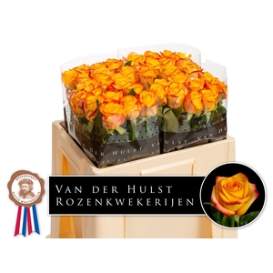 R Gr Catalunya Hulst
