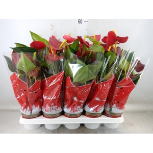 Anthurium andr. 'Success Red'