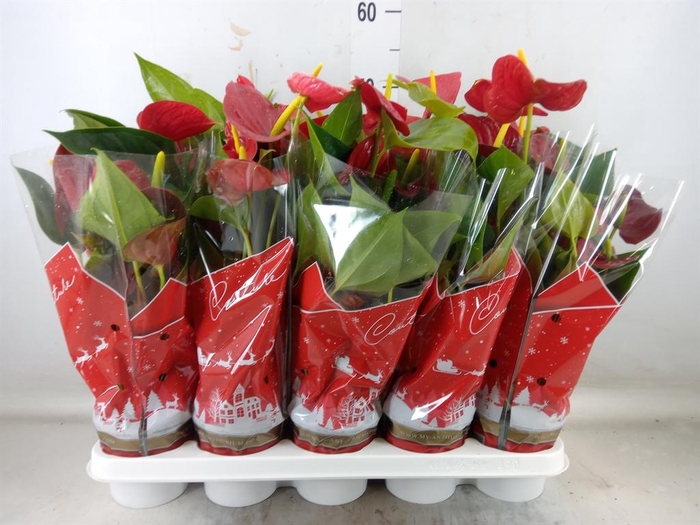 <h4>Anthurium andr. 'Success Red'</h4>