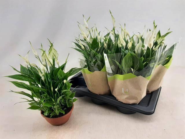 <h4>SPATH CHOPIN</h4>