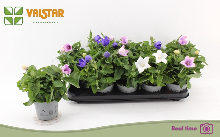 <h4>PLATYCO GR GEM</h4>