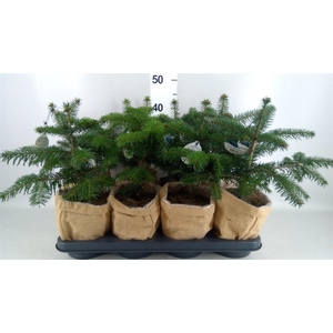 Abies nordman.