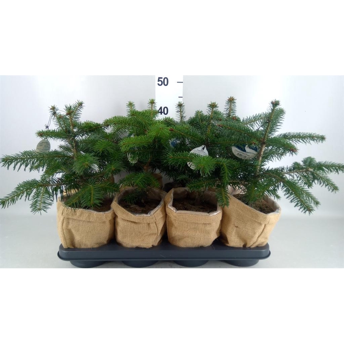 <h4>Abies nordman.</h4>