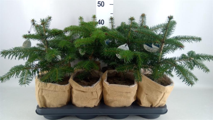 <h4>Abies nordman.</h4>