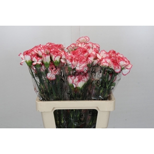 Dianthus St Bacarat Pink