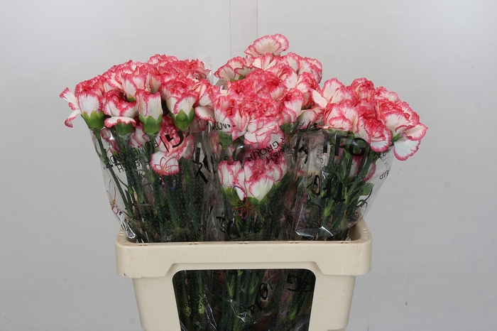 <h4>Dianthus St Bacarat Pink</h4>