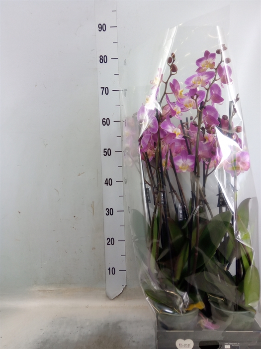 <h4>Phalaenopsis  'Ant Split'</h4>