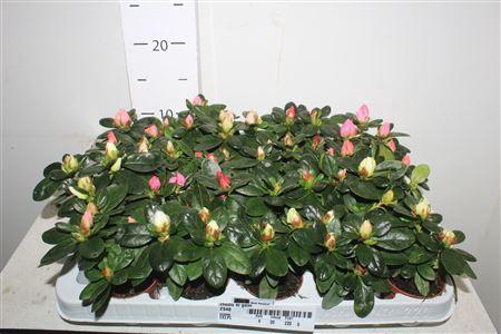 <h4>Rhodo Si Gem</h4>