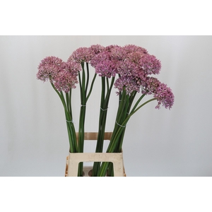 Allium Pink Jewel