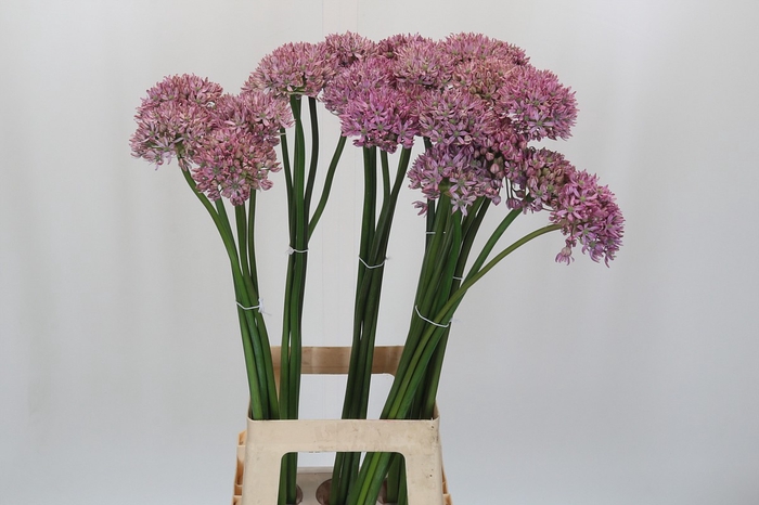 Allium Pink Jewel