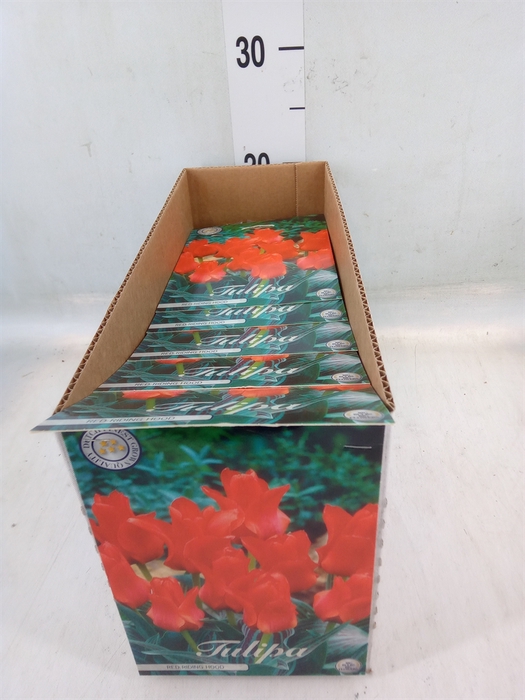 <h4>Tulipa   ...flowerbulbs</h4>