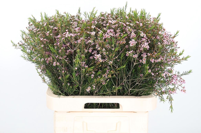 <h4>Chame Un Romi</h4>