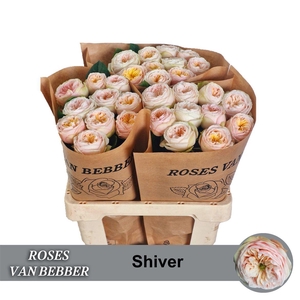 R Bu Shiver