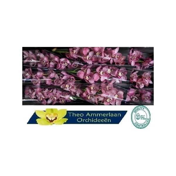 <h4>Sky Screaper 60 x10</h4>