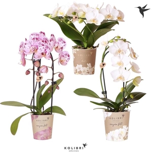 Phalaenopsis Elegant Cascade