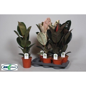 Ficus elastica   ...mix 3