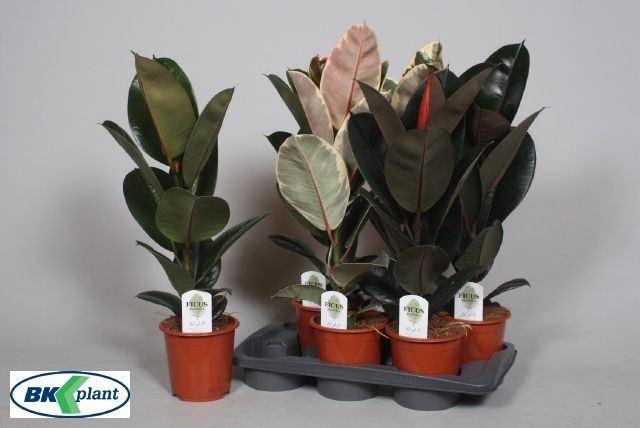 <h4>Ficus elastica   ...mix 3</h4>