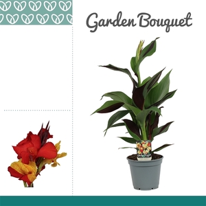 Canna Cleopatra