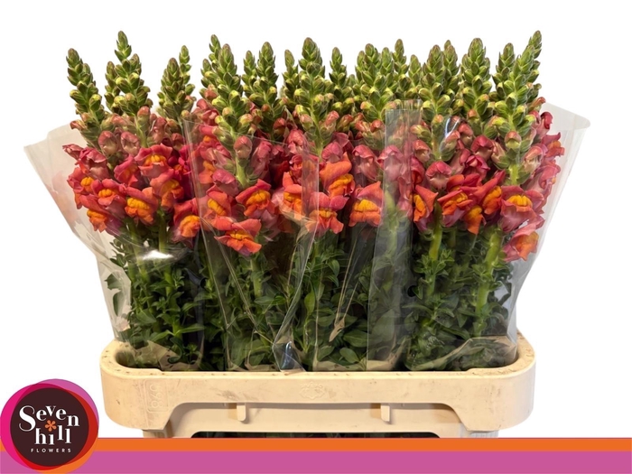 <h4>ANTIR COOL ORANGE</h4>