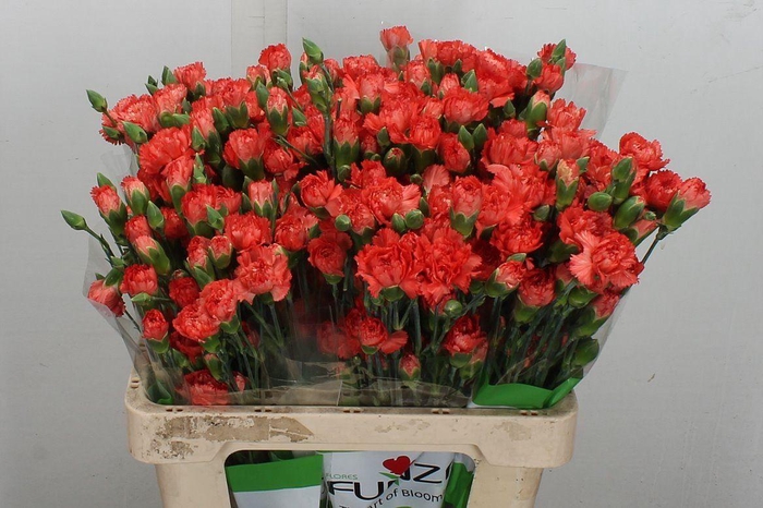 <h4>Di Tr Romany</h4>