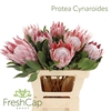 Protea Cynaroides Big