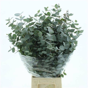 EUC CINEREA PER BOS