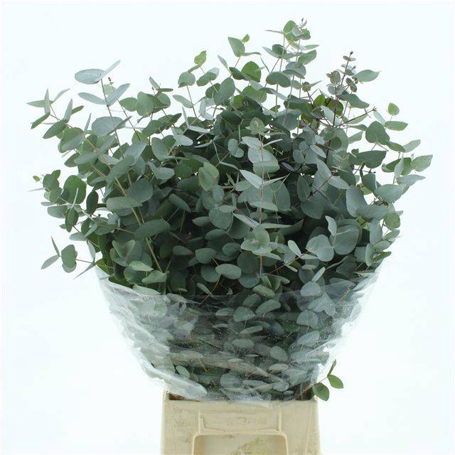 <h4>EUC CINEREA PER BOS</h4>