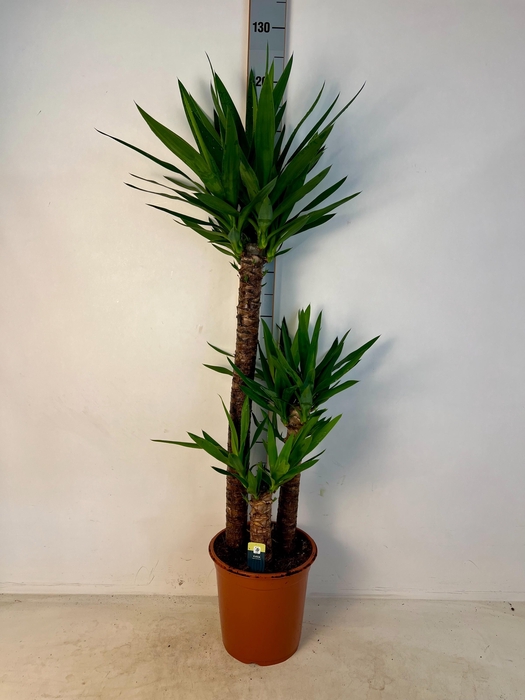 <h4>YUC ELEPHANTIPES</h4>