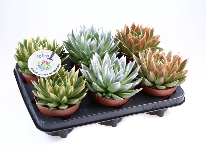 <h4>Echeveria  'Miranda'</h4>