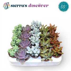 Discover® - Sevilla Succulents Mix (Deluxe)
