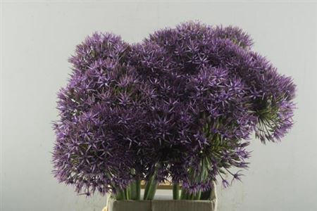 <h4>Allium Grootbloemig</h4>