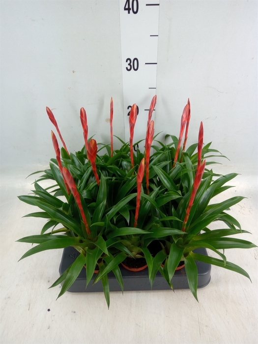 <h4>Vriesea  'Conchita'</h4>