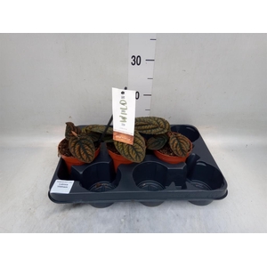 Planten Groen   ...L%