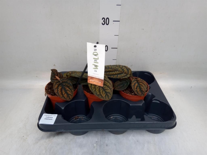 <h4>Planten Groen   ...L%</h4>